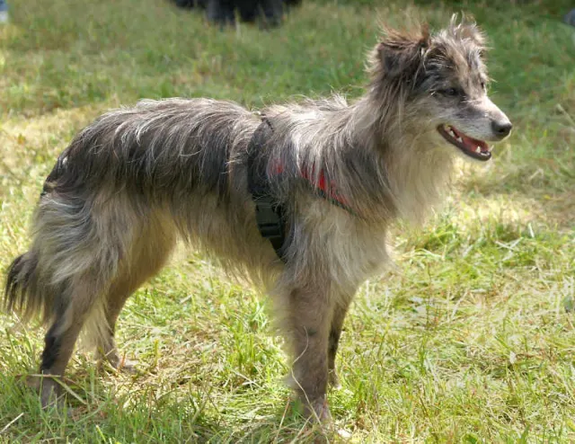 Photo of the Pyrenean Shepherd dog breed