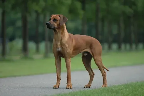 Photo of the Rhodesian Ridgeback dog breed