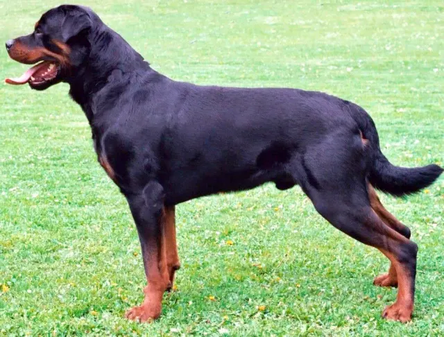 Photo of the Rottweiler dog breed