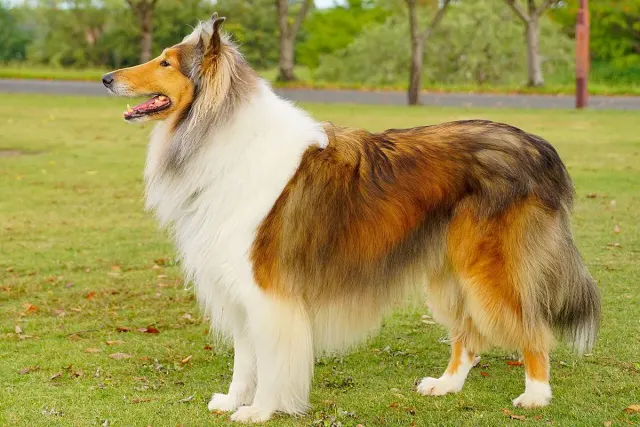 Photo of the Rough Collie dog breed