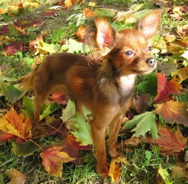 Photo of the Russian Toy dog breed