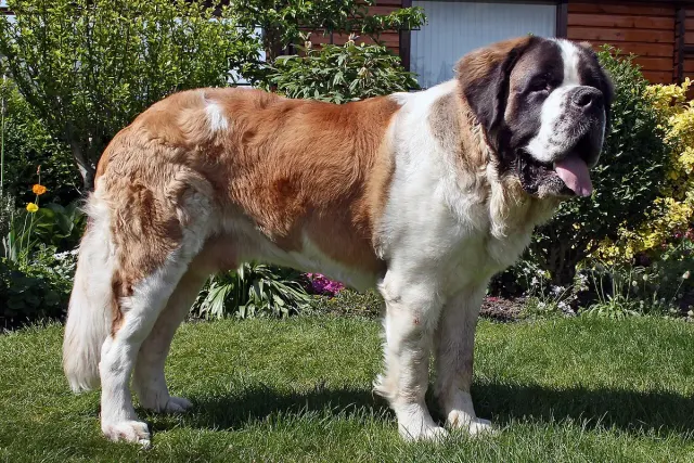 Photo of the Saint Bernard dog breed