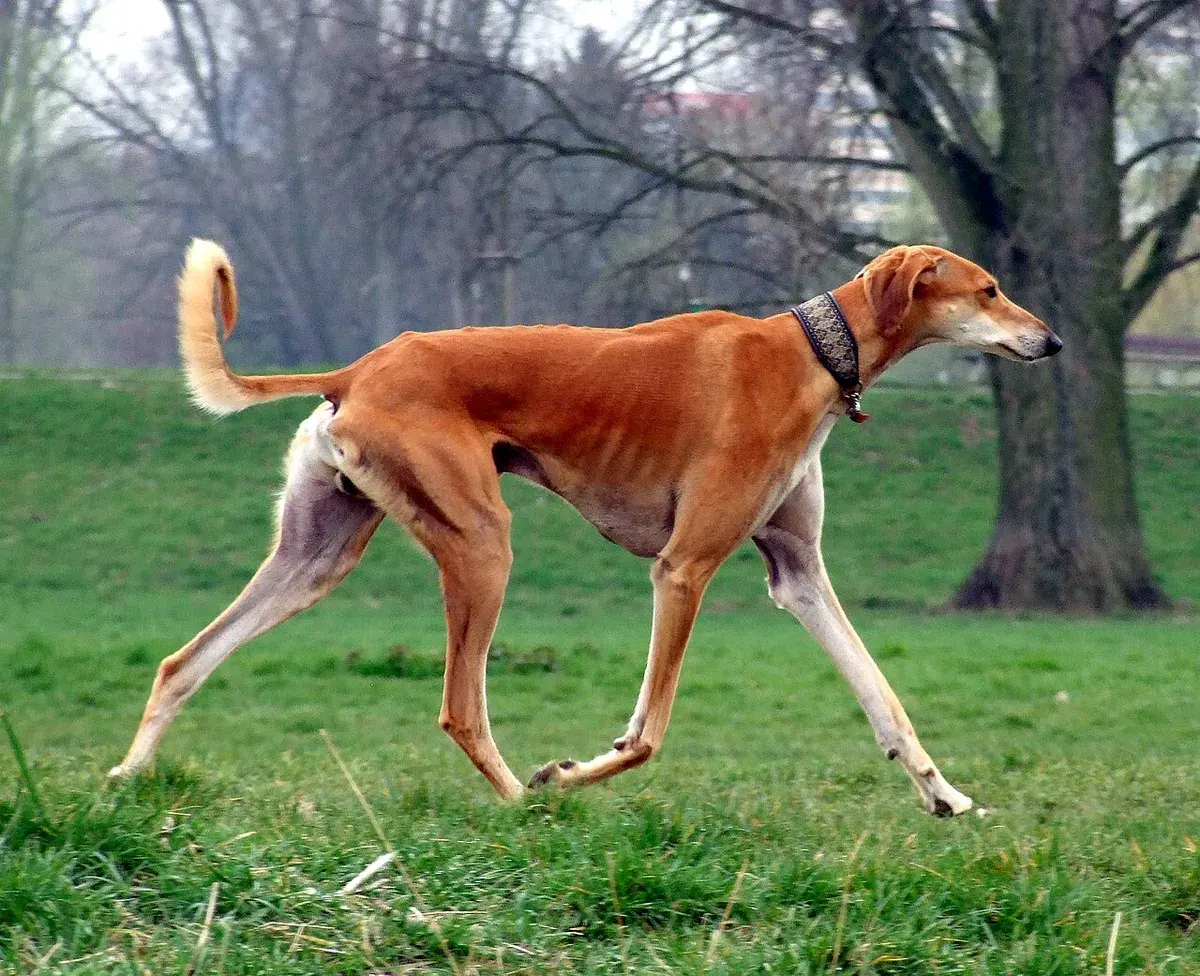 Photo of the Saluki dog breed