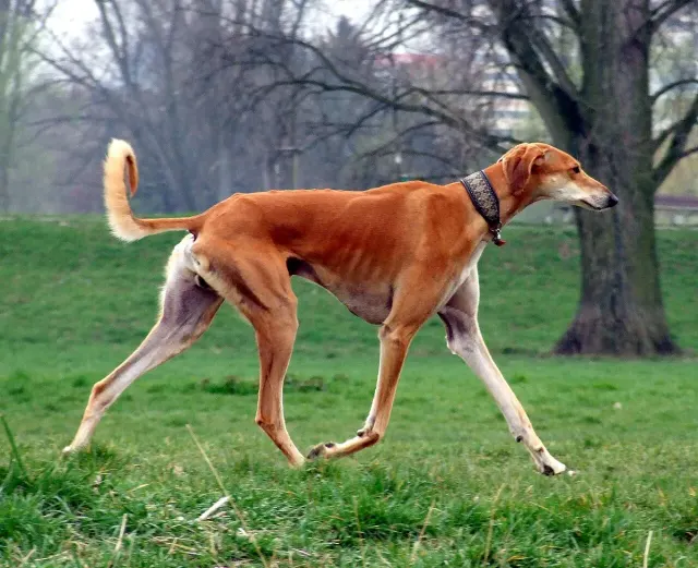 Photo of the Saluki dog breed