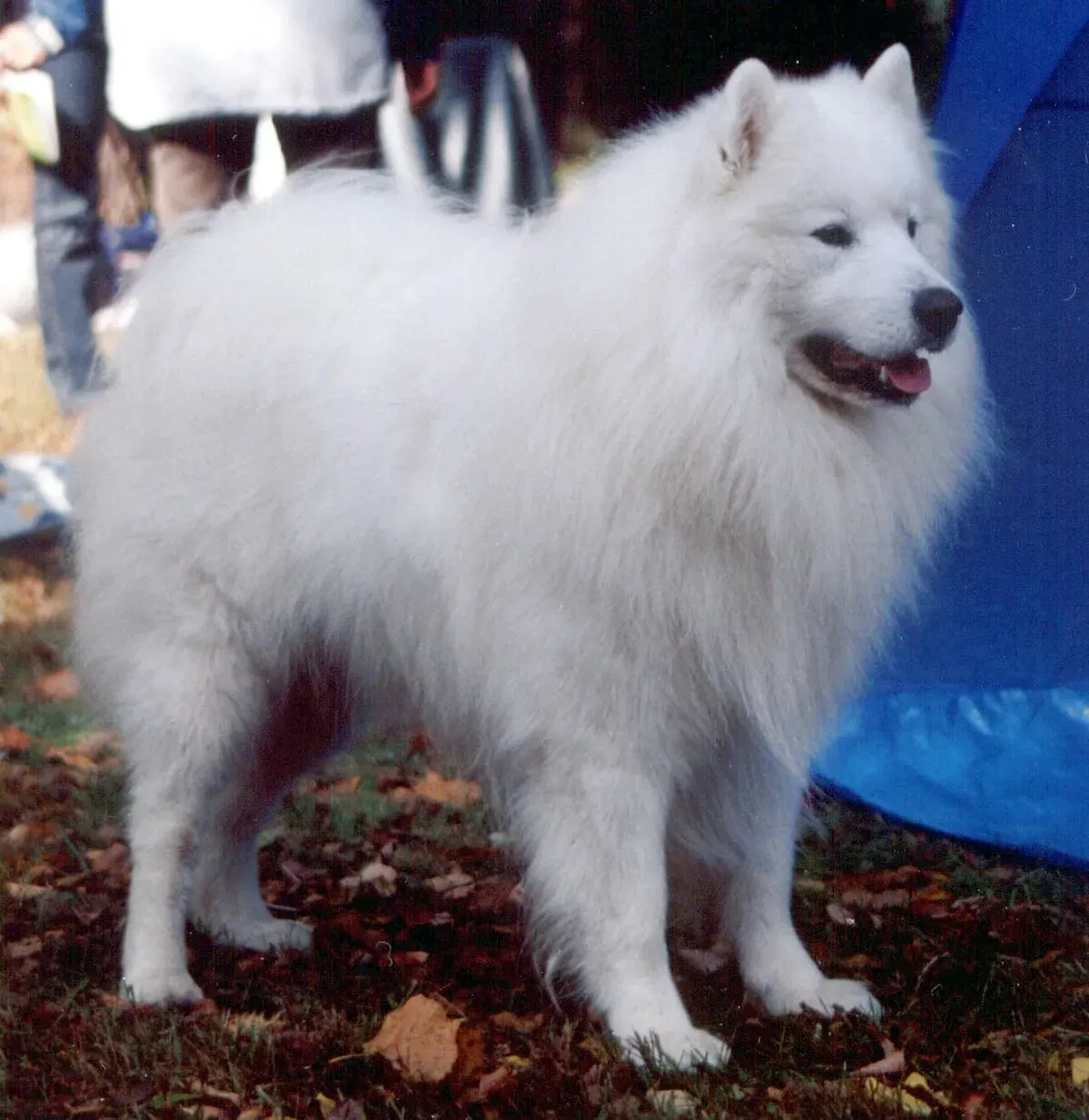 Photo of the Samoyed dog breed