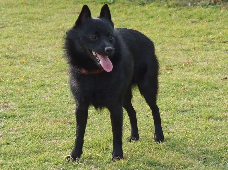Photo of the Schipperke dog breed