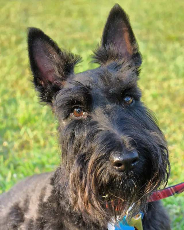 Photo of the Scottish Terrier dog breed