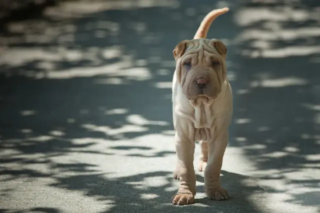Photo of the Shar Pei dog breed
