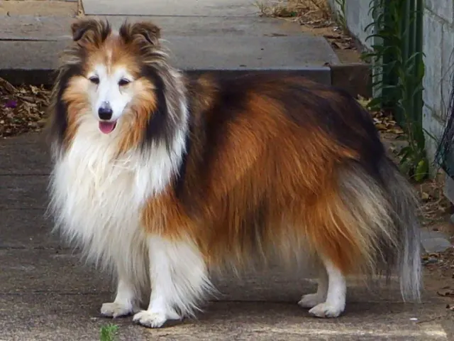 Photo of the Shetland Sheepdog dog breed
