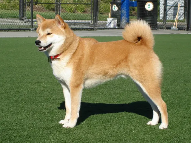Photo of the Shiba Inu dog breed