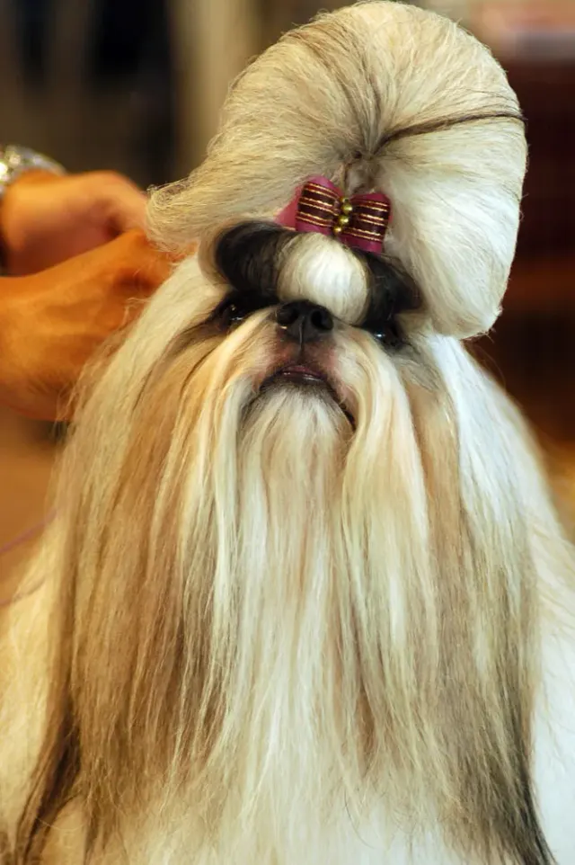 Photo of the Shih Tzu dog breed