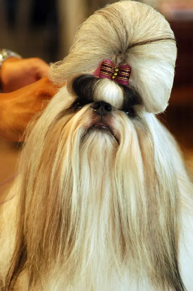 Photo of the Shih Tzu dog breed