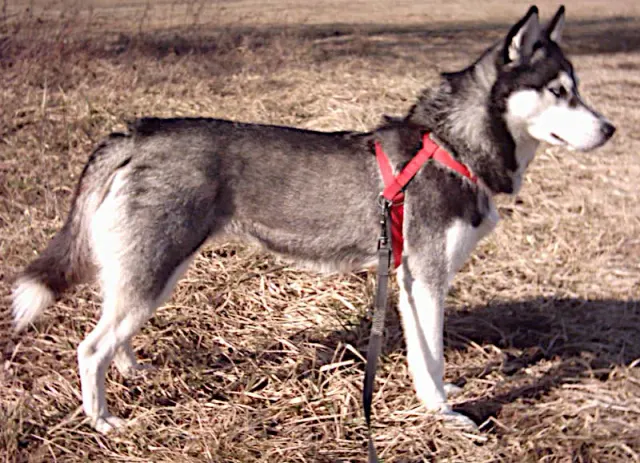 Photo of the Siberian Husky dog breed