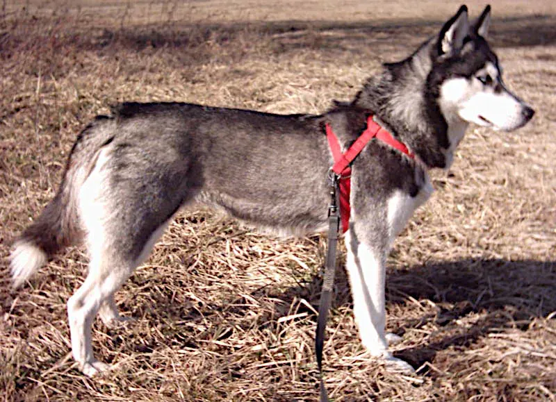 Photo of the Siberian Husky dog breed