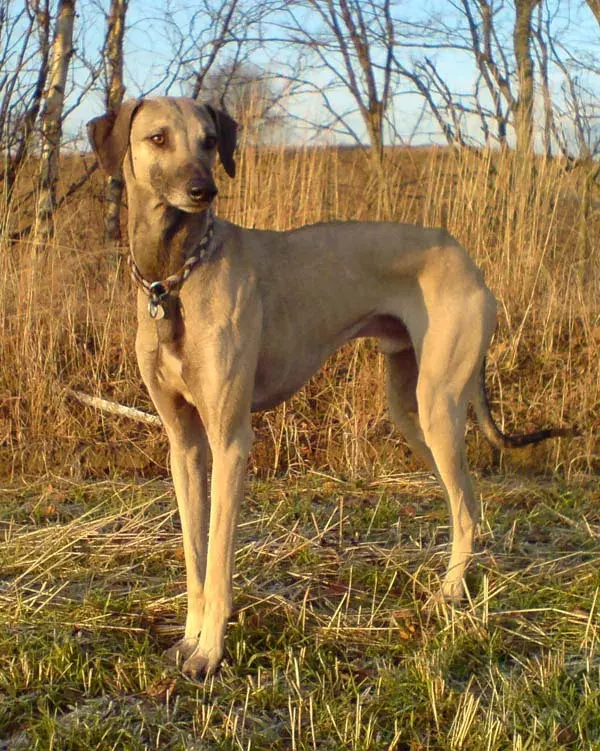 Photo of the Sloughi dog breed