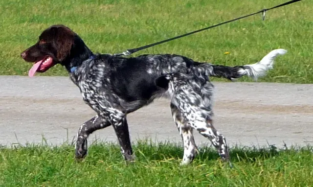 Photo of the Small Münsterländer dog breed