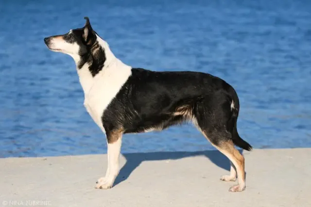 Photo of the Smooth Collie dog breed