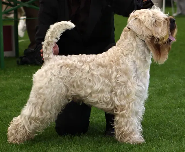 Photo of the Soft-coated Wheaten Terrier dog breed