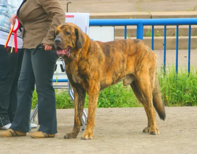 Photo of the Spanish Mastiff dog breed