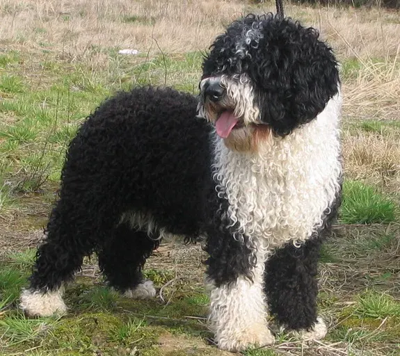Photo of the Spanish Water Dog dog breed