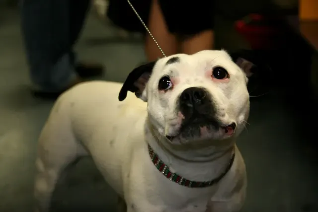 Photo of the Staffordshire Bull Terrier dog breed