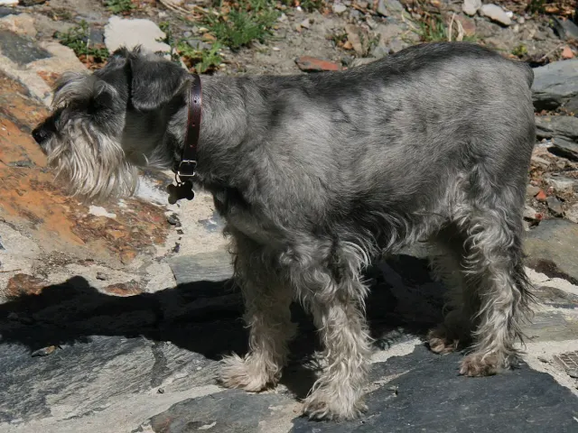 Photo of the Standard Schnauzer dog breed
