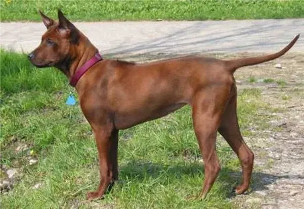 Photo of the Thai Ridgeback dog breed