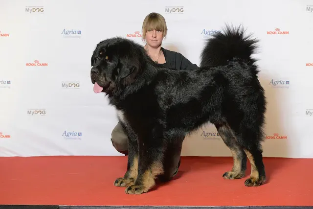 Photo of the Tibetan Mastiff dog breed