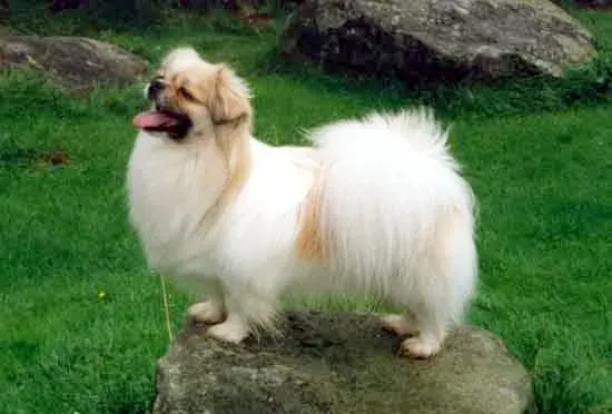 Photo of the Tibetan Spaniel dog breed