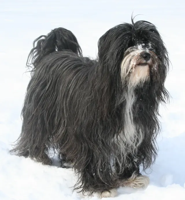 Photo of the Tibetan Terrier dog breed