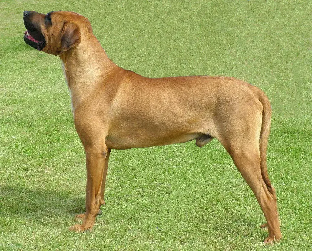 صورة كلب من سلالة التوسا
