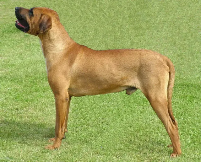 Photo of the Tosa dog breed