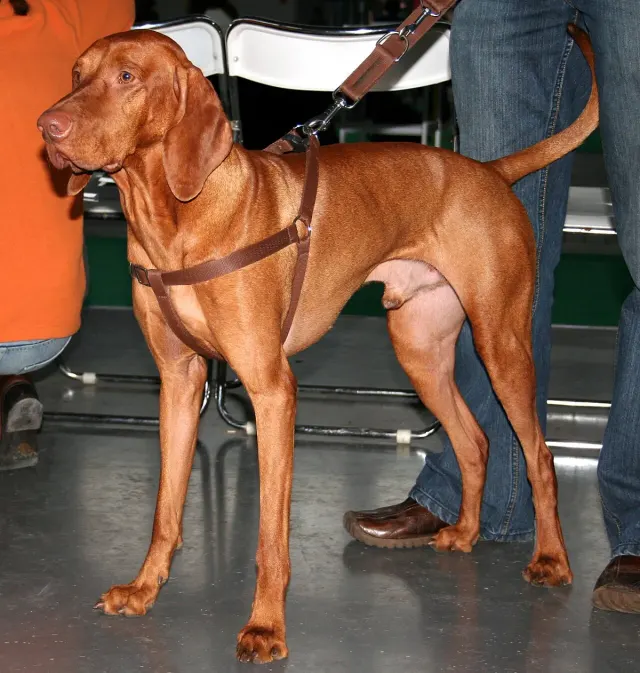 Photo of the Hungarian Vizsla dog breed