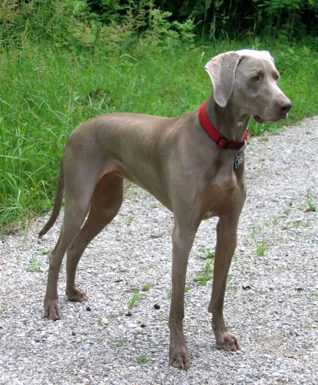 Photo of the Weimaraner dog breed