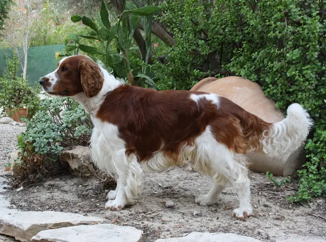 Photo of the Welsh Springer Spaniel dog breed