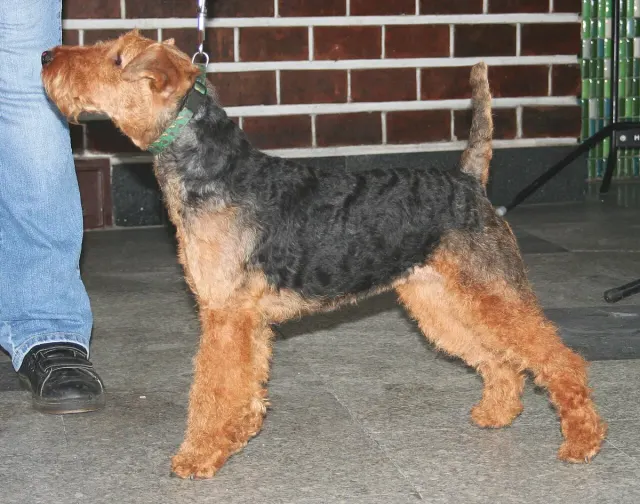 Photo of the Welsh Terrier dog breed