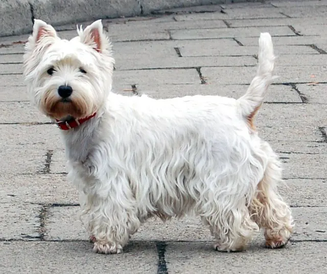 Photo of the West Highland White Terrier dog breed