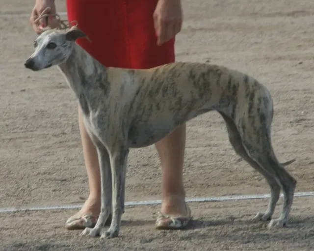 Photo of the Whippet dog breed