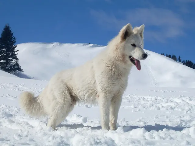 Photo of the White Swiss Shepherd dog breed