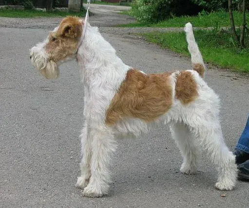 Photo of the Wire Fox Terrier dog breed