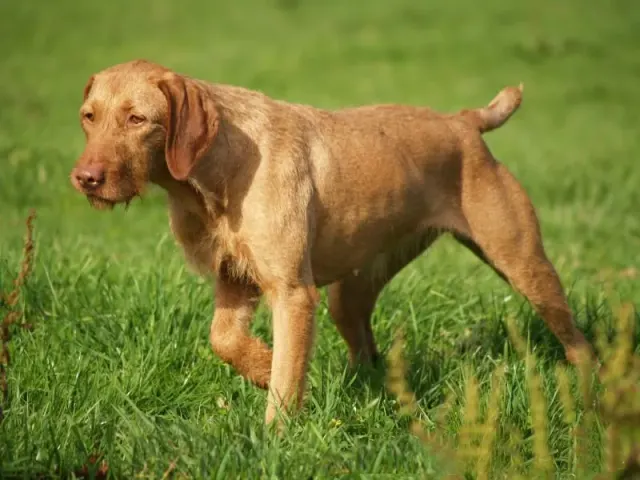 Photo of the Wirehaired Vizsla dog breed