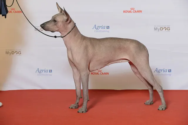 Photo of the Xoloitzcuintle dog breed