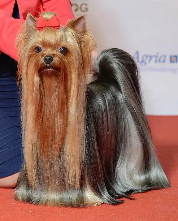 Photo of the Yorkshire Terrier dog breed